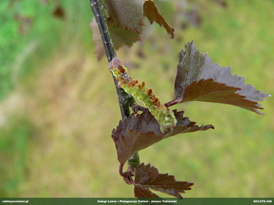 GARBATKOWATE ZERUJACA GASIENICA 